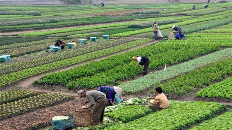 الزراعة: لا زيادة