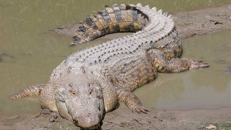 تمساح يلتهم عالمة