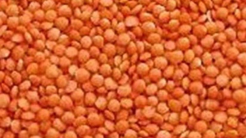 الحكومة تنفى استيراد