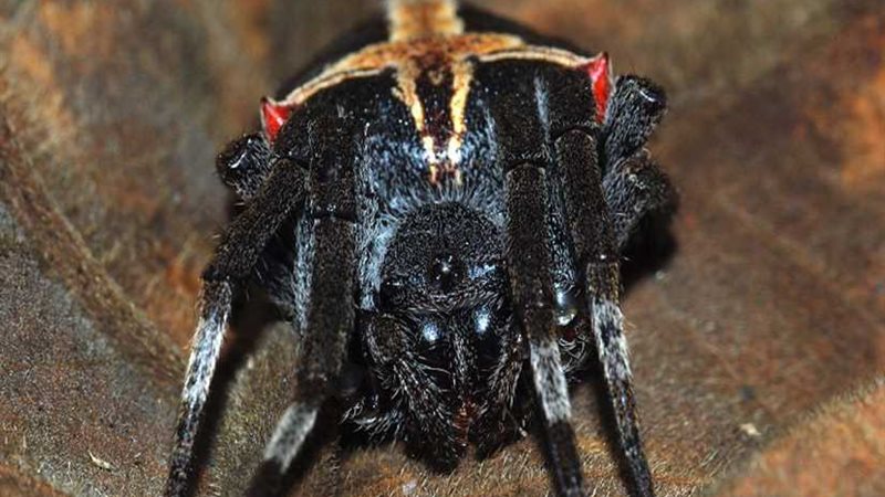 شاهد.. سماء البرازيل