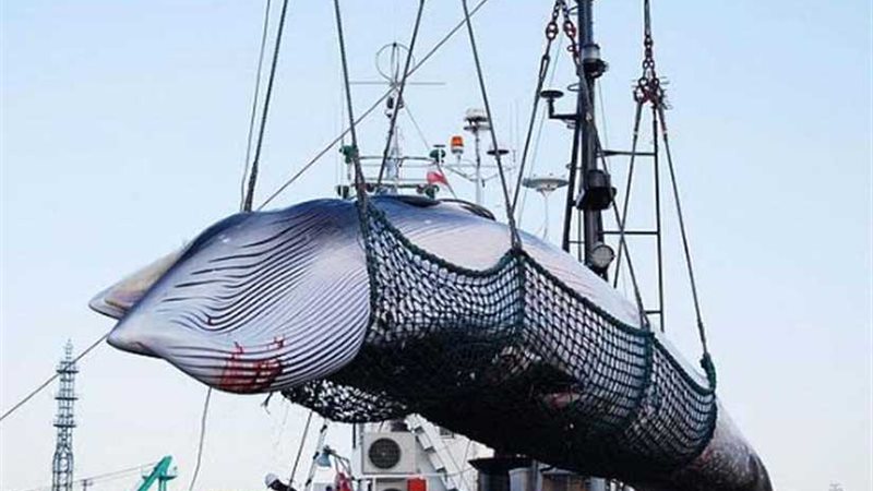 اليابان تنسحب رسميًا