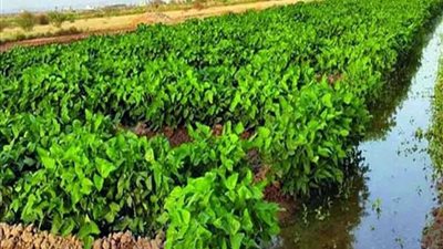 12 توصية للمزارعين لتجنب التقلبات المناخية