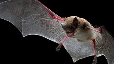 الخفافيش تعالج ارتفاع ضغط الدم