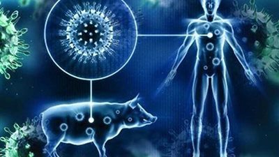 كردستان تعلن تسجيل أول حالة إصابة بإنفلونزا الخنازير