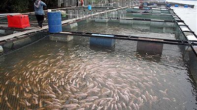 مصر وتونس تتبادلان الخبرات بمجال الصيد والاستزراع السمكي