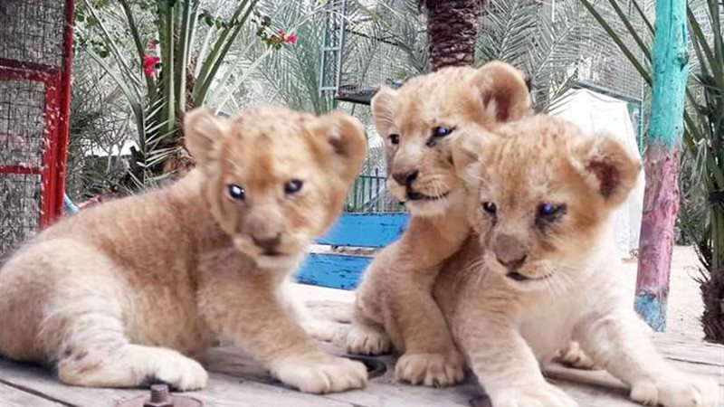 البرد يقتل 4 أشبال