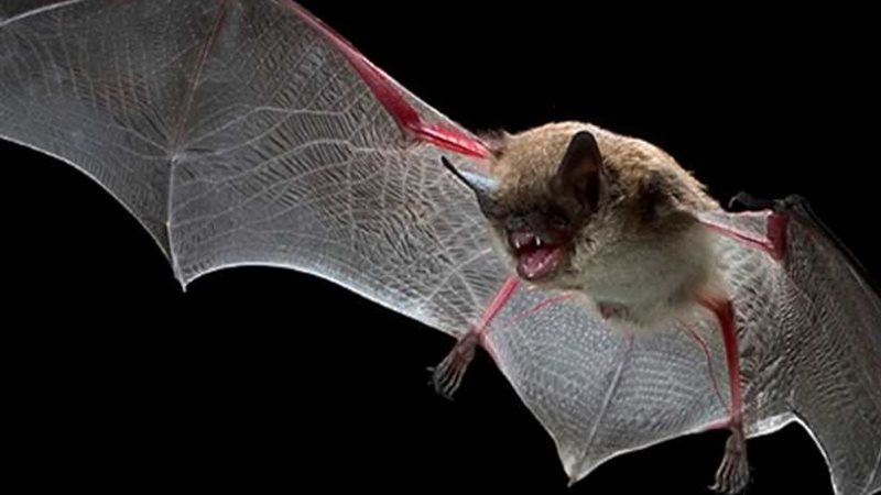 الخفافيش تعالج ارتفاع