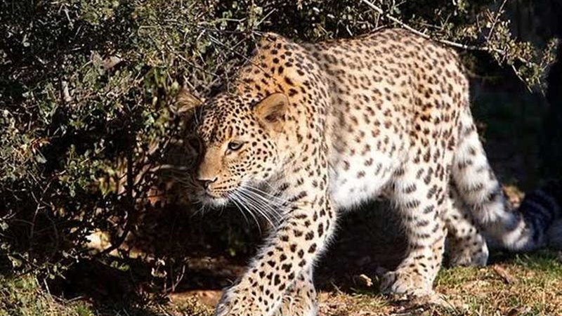 نمر ينتزع طفلة هندية