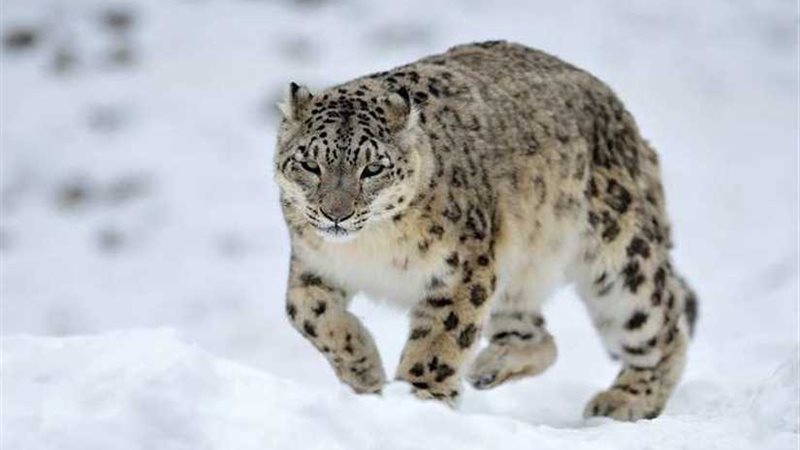 علماء البيئة: 600