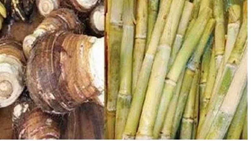 القلقاس.. القصب..