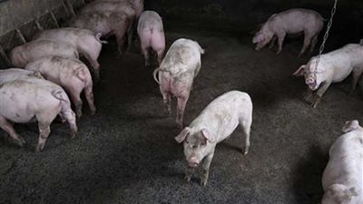 حالات إصابة جديدة بحمى الخنازير الأفريقية شمال غرب الصين