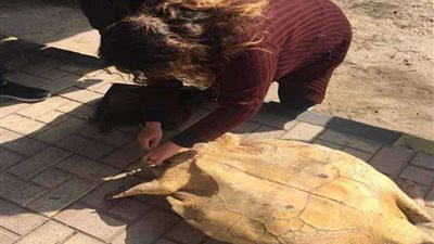 إنقاذ سلحفاة مهددة بالانقراض كانت ملقاة في مقلب قمامة بالإسكندرية
