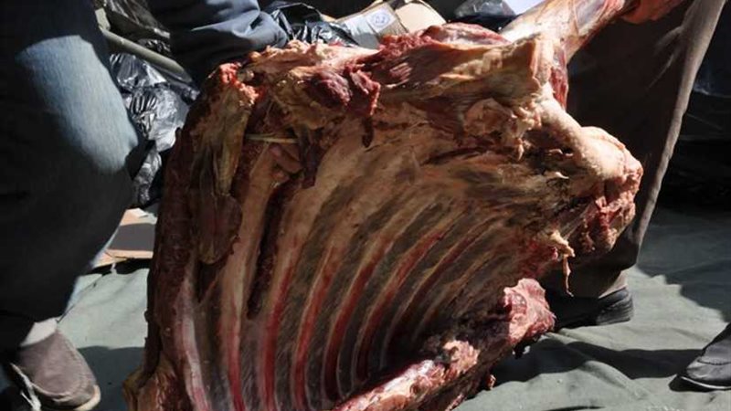 تحرير 2193 محضرًا