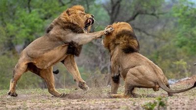 معركة بين أسدين على 