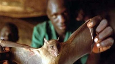 اكتشاف خفاش يحمل فيروس إيبولا في غرب إفريقيا للمرة الأولى