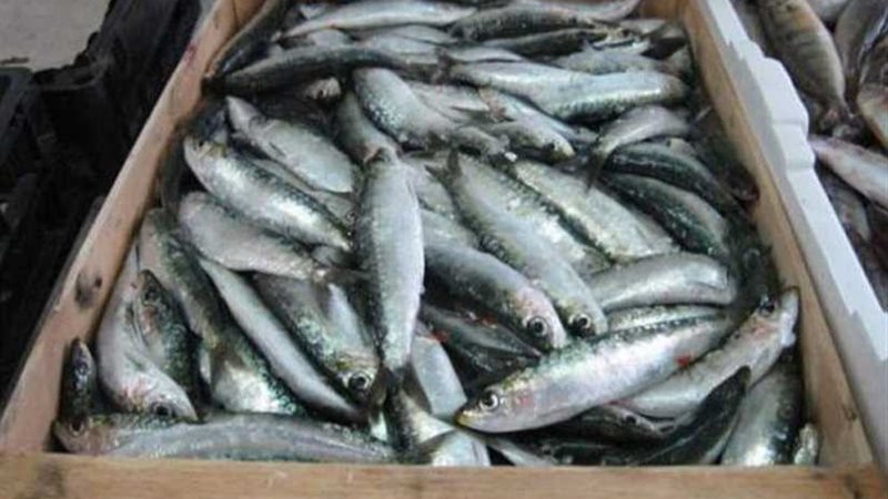 ضبط 60 طن سمك مكاريل