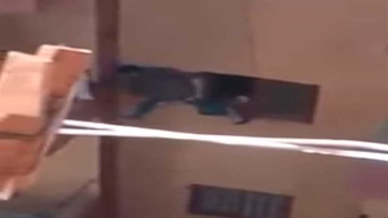 طفل البلكونة يشعل