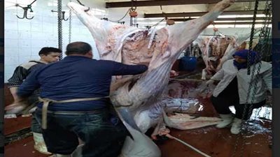 بيطري الغربية يدعم المجازر بـ