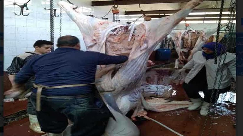 بيطري الغربية يدعم