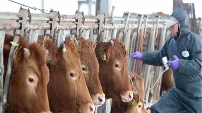 كوريا الجنوبية: إصابة جديدة بمرض الحمى القلاعية