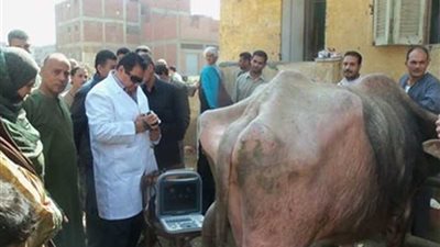 وضع كمائن حدودية لمراقبة انتقال الحيوانات بالمنوفية