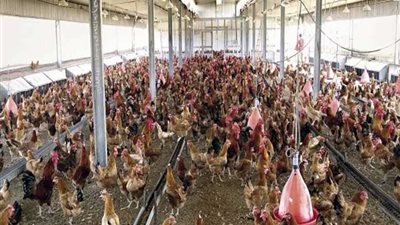 تعاون بين مصر وبلغاريا لتبادل الخبرات في صناعة الدواجن