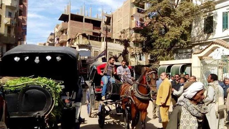 مغاغة تطارد المواقف