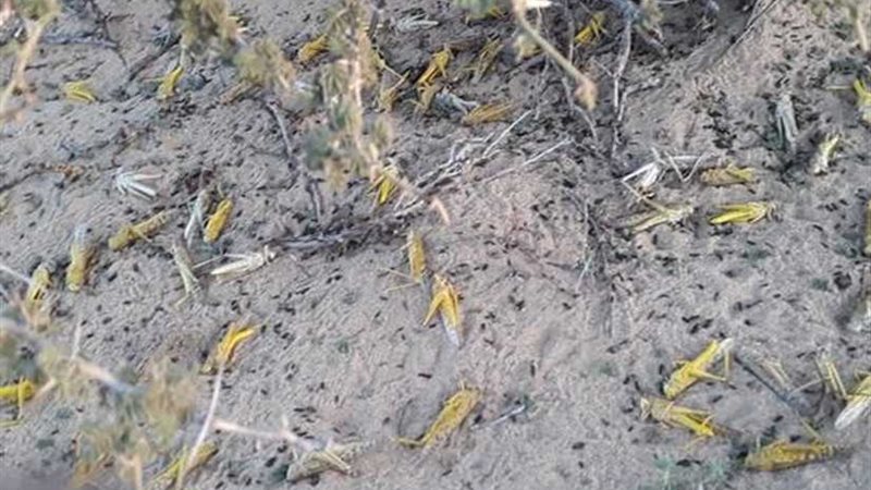 الزراعة تحاصر الجراد