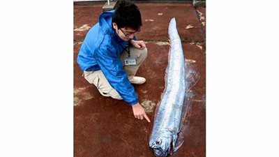 سمكة في اليابان تتنبأ بـ