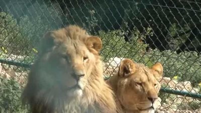 محمية طبيعية بالأردن لإيواء متضرري الحرب من الحيوانات (فيديو)