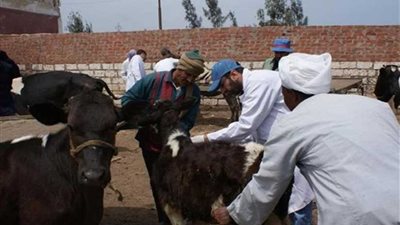إنطلاق الحملة القومية لتحصين الماشية ضد الأمراض الوبائية ببنى سويف