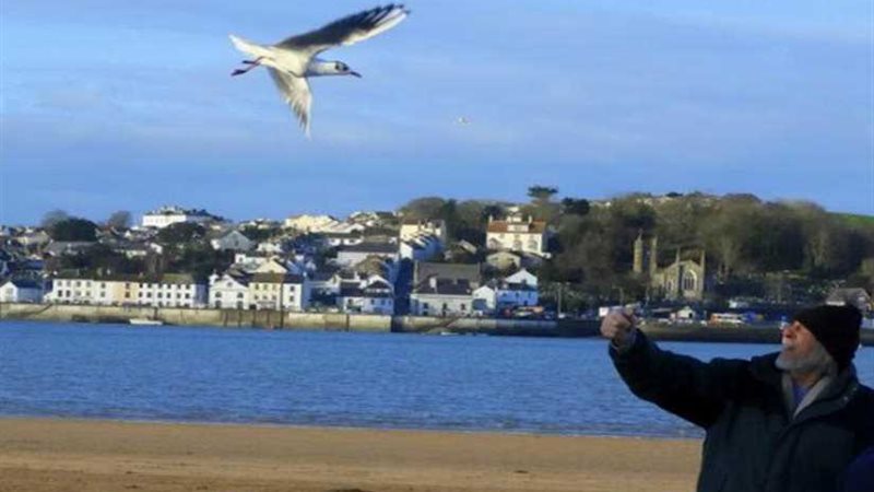 النورس يطير كل يوم