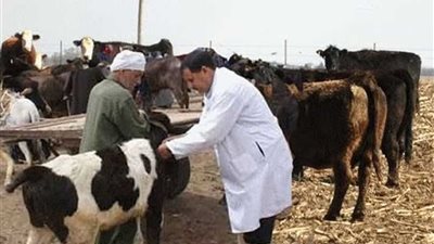 تحصين 105 ألف رأس ماشية ضد الأمراض بالبحيرة