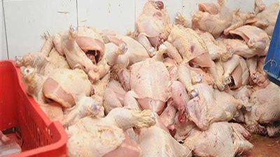 إعدام 2000 دجاجة نافقة وفاسدة فى البحيرة