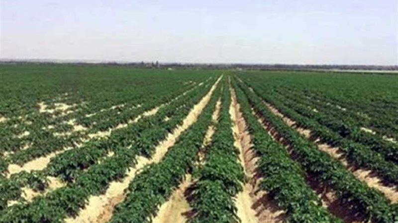 مشروع زراعي علي مساحة