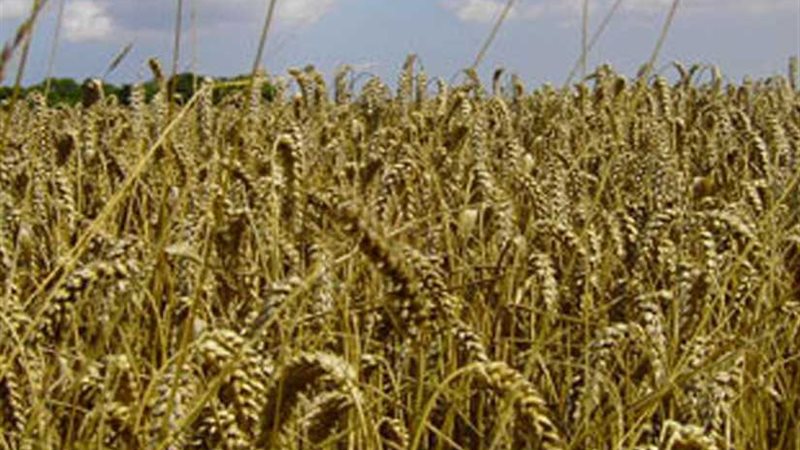 زراعة 131 ألف فدان