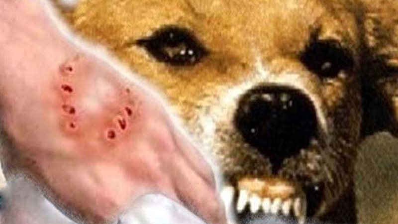 كلب ضال يعقر ٨ مواطنين