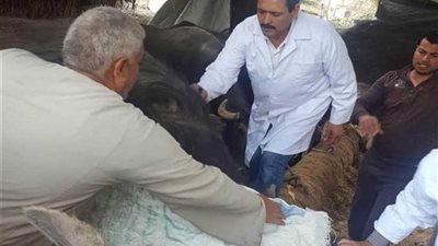 تحصين 92 ألف رأس ماشية ضد الحمى القلاعية بالغربية