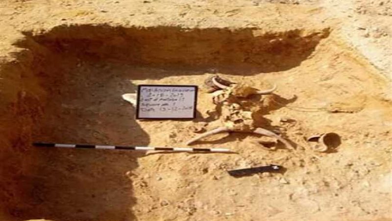 استئناف أعمال الحفائر