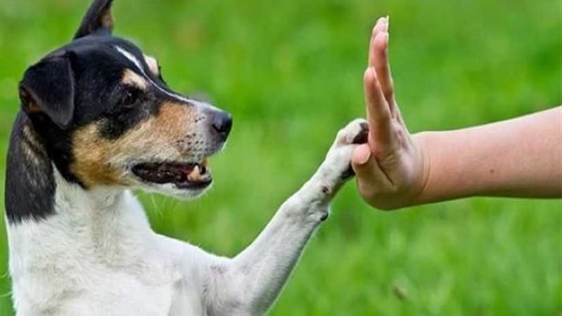 كلب ينقذ صاحبه من