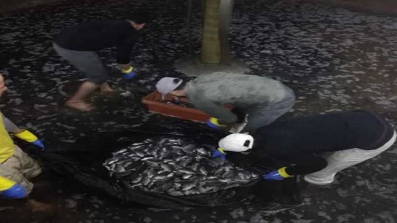 زراعة بنها تطرح بشائر