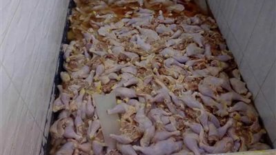 ضبط 2.5 طن دواجن فاسدة بمجزر في الخانكة