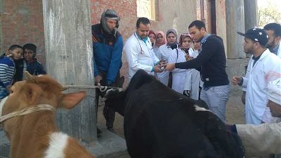 جامعة دمنهور تنظم قافلة بيطرية بقرية عمارة (صور)