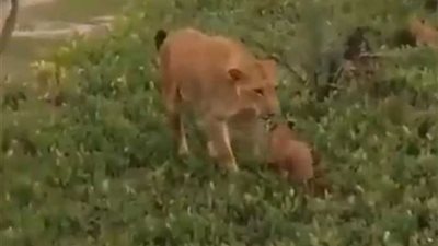 أم تنقذ مولودها من بين أنياب الأسد (فيديو)