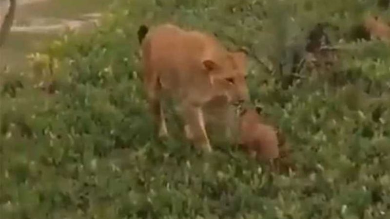 أم تنقذ مولودها من