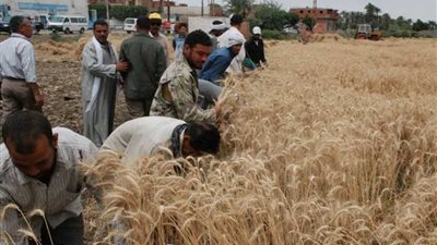 زراعة المنوفية تزيد إنتاج الحاصلات بندوات إرشادية للمزارعين