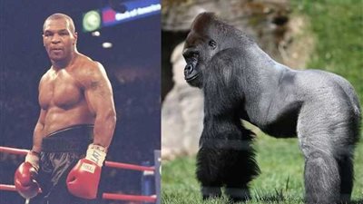 نزال تايسون والغوريلا.. دليل جديد على 