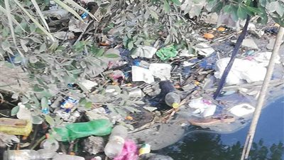 الحيوانات النافقة تطفو على سطح ترعة الجنينة بالبحيرة (فيديو وصور)