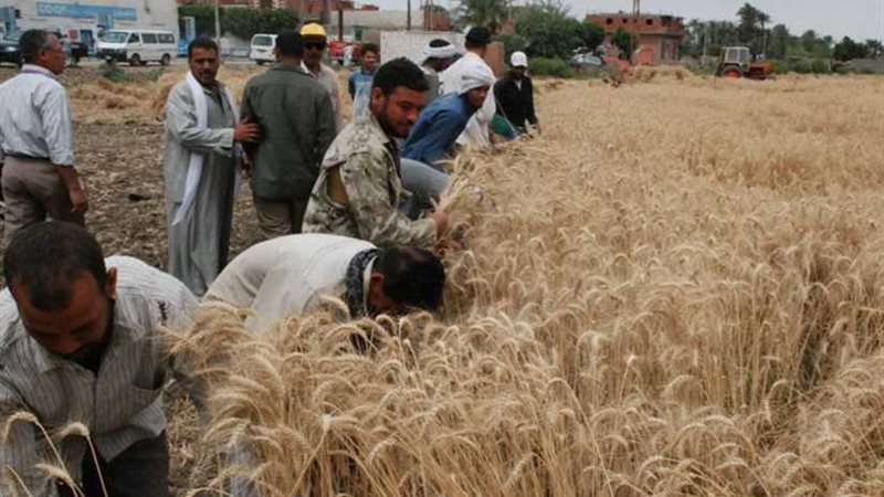 زراعة المنوفية تزيد