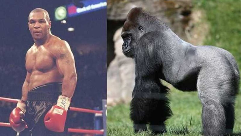 نزال تايسون والغوريلا..